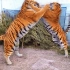 两 只 老 虎 爱 跳 舞