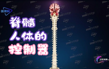 【中枢神经系统】脊髓