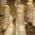 鸡腿菇栽培技术