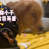 狗狗也怕告状，狗狗爬上床被女主人大喊并告状
