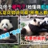 国民熊猫花花爆火的背后，是一只被夺笋可怜熊猫的故事~花花越惨 粉丝越多！