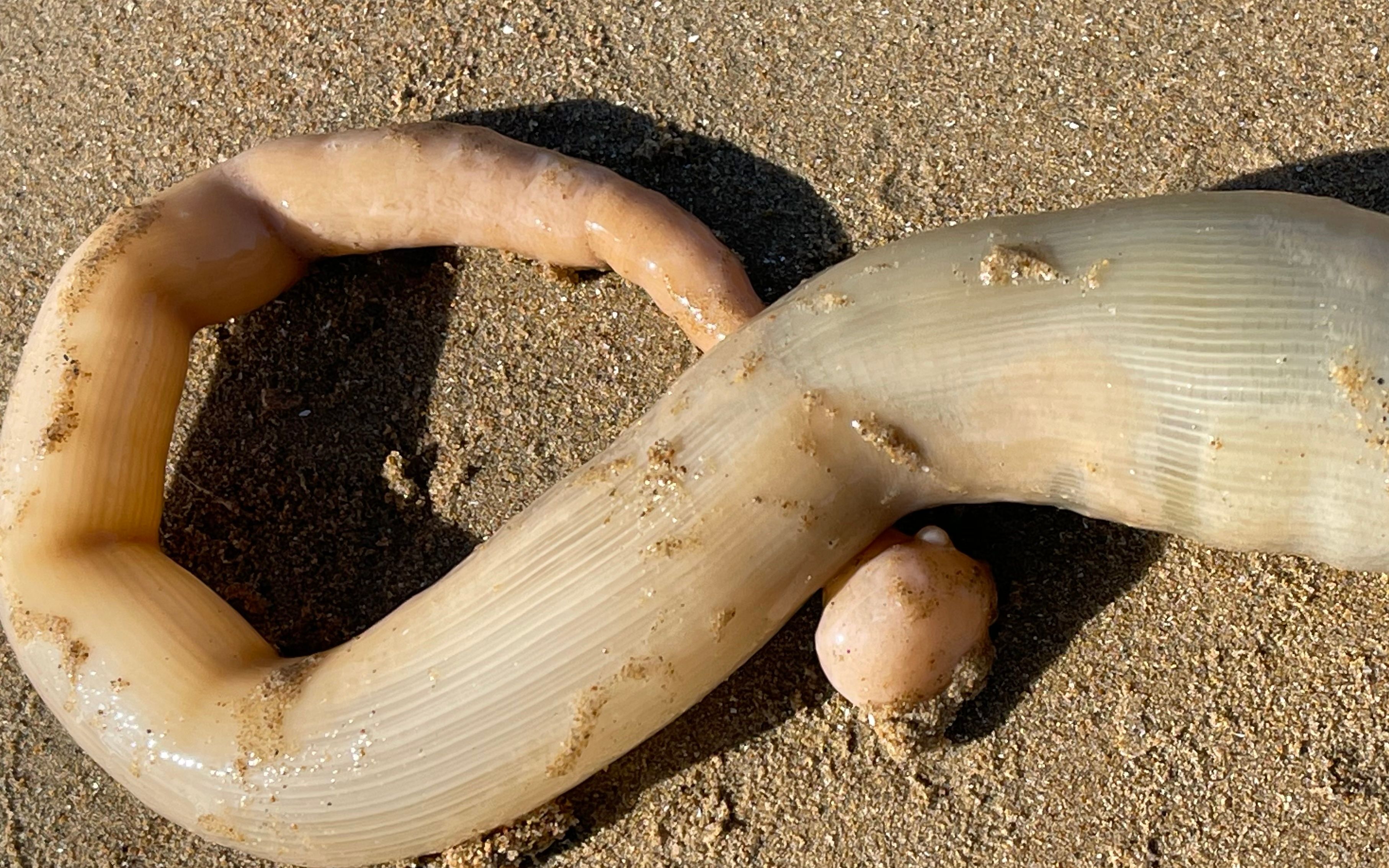大海退潮后，大庆发现一只几十公分的长海葵，还有爬行的海蜗牛