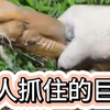 钓到巨鳝了，没想到没法拉出来！只好请外援把它从洞里请出来了