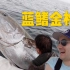 实拍美国渔民出海打蓝鳍金枪鱼，这竟是世界最贵的鱼！