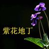 紫花地丁