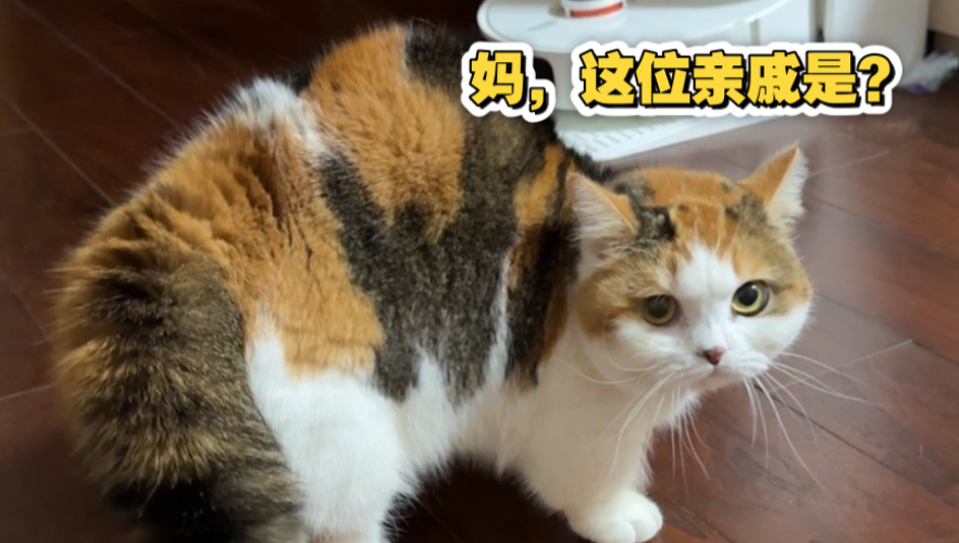 像不像回家过年见亲戚的你？