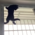 猫猫爬窗窗