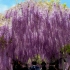 一年一度的紫藤花在怒放， 来自日本FUKUOKA的600岁大藤