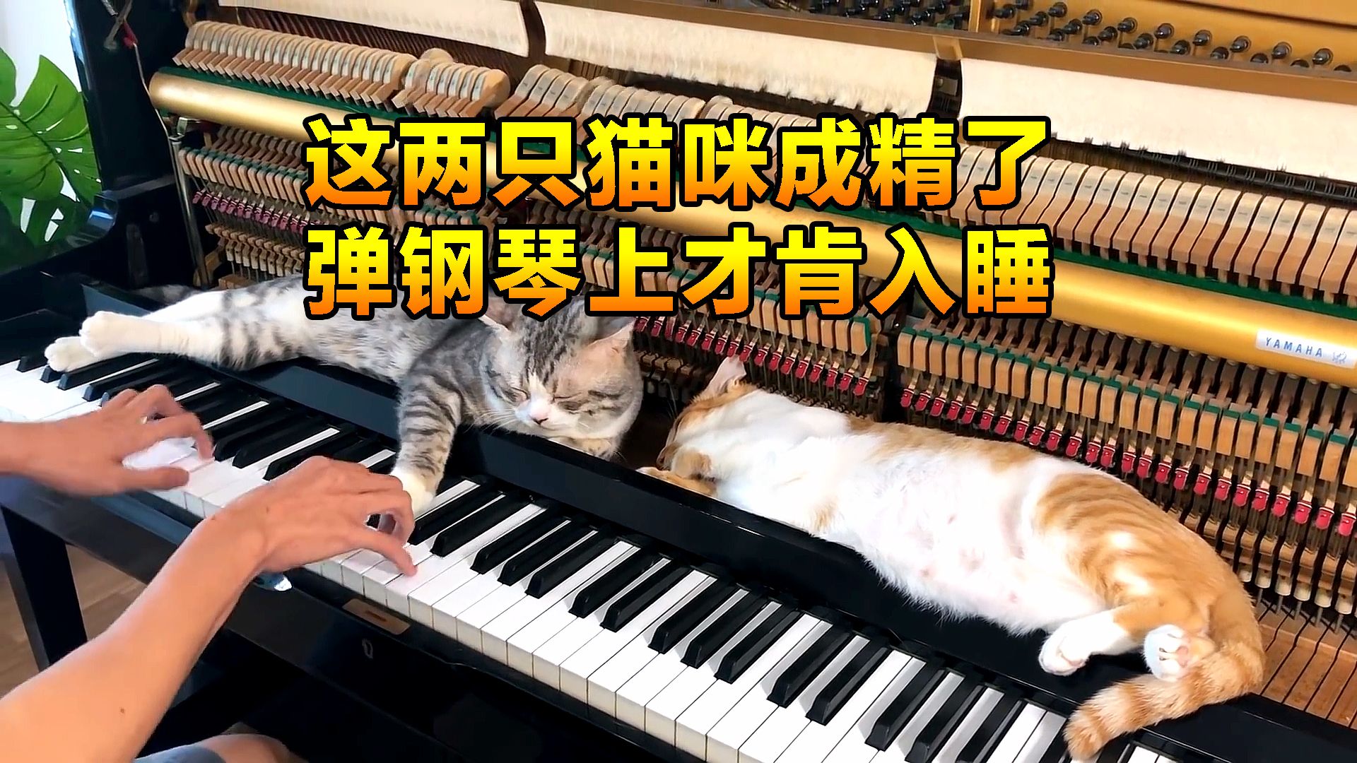 男子家的猫只喜欢躺在钢琴上睡觉，而且睡姿是那么的逗人开怀大笑