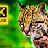 【4K】超高清野生动物合集 3 / 来源：8K VIDEOS HDR 60FPS