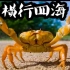 大家天天吃的螃蟹到底是属于什么垃圾？——不专业的螃蟹科普
