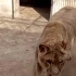 难怪公认老虎的搏斗技巧完爆狮子！这头巨大的非洲狮差点被小母虎咬死......