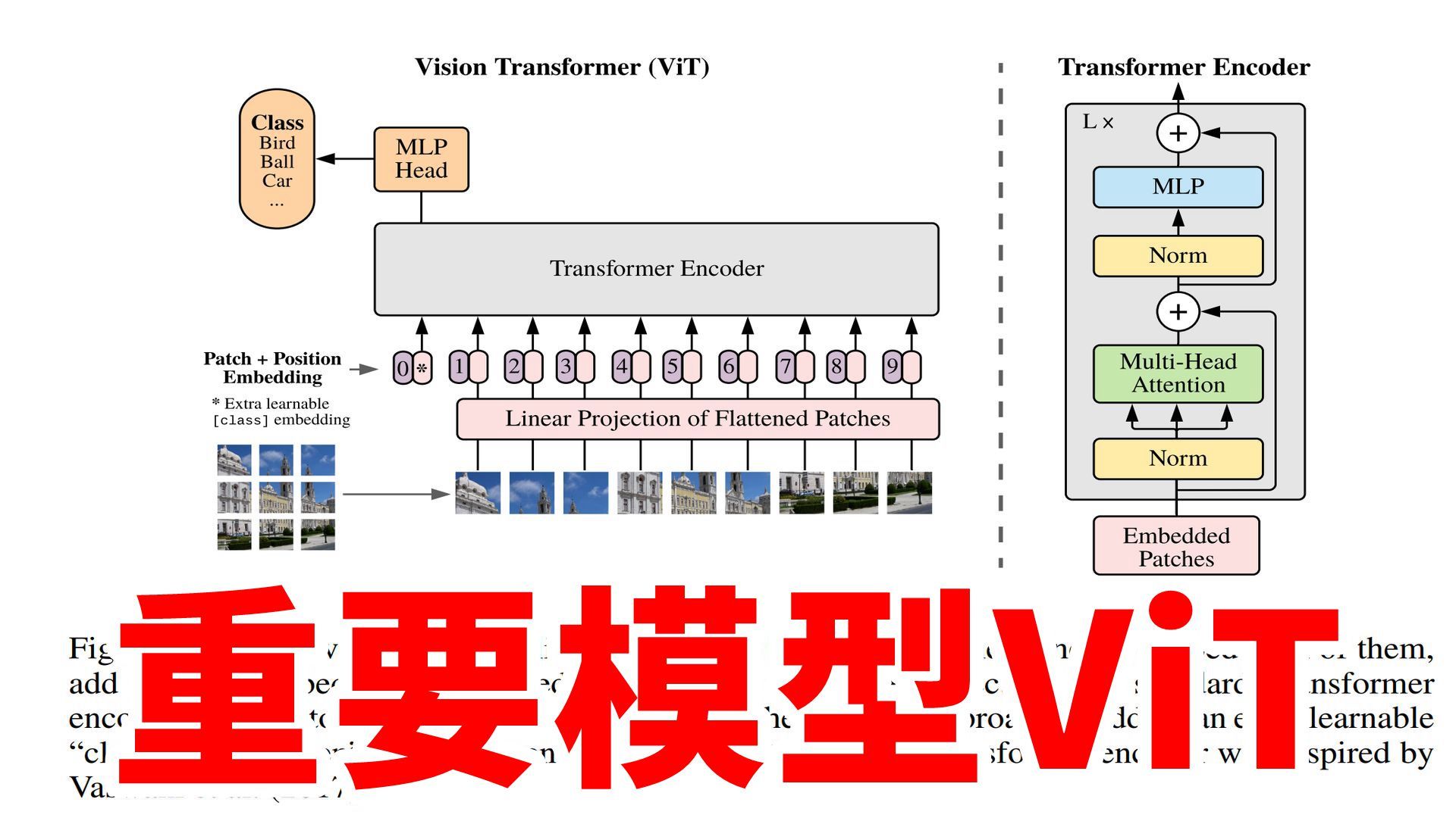 视觉Transformer是什么？ViT为什么是现在使用最广泛的模型？以及LLM的前世今生！