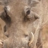 [知路BABA]纪录片《疣猪：非洲大地上的神奇生物》（油转英字）