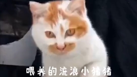 猫咪叫声含义翻译 e53841d1ba4b9cb50bee791c6f564bec7a84c862.jpg@280w_158h_1c_100q.jpg