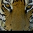 【自然纪录片】抢救中国虎：国内对延缓华南虎灭绝的尝试（全2P）