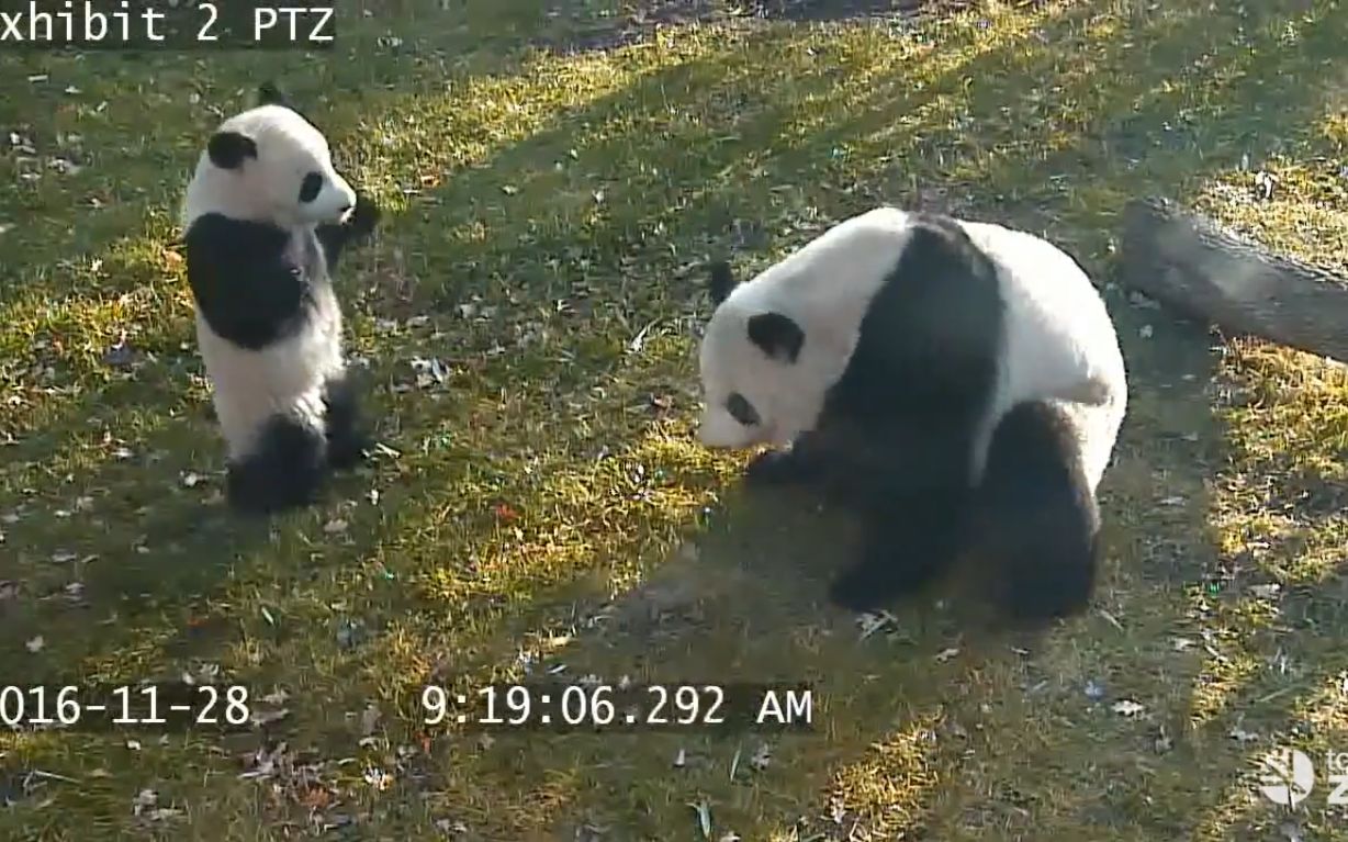 熊猫的视频大全搞笑版 e55d730b0c1f27a2628816462f561e6f6f430c93.jpg