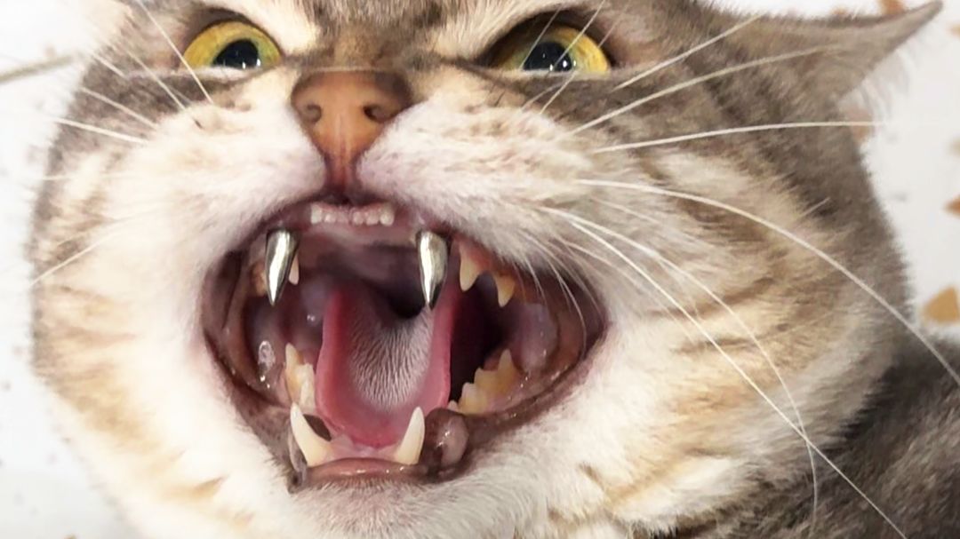猫的战斗力能到底有多菜？？