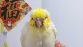 怎么教鹦鹉学舌 e55f7a230cda53ab0e6e1377982c21713bf7ea97.jpg@280w_158h_1c_100q.jpg