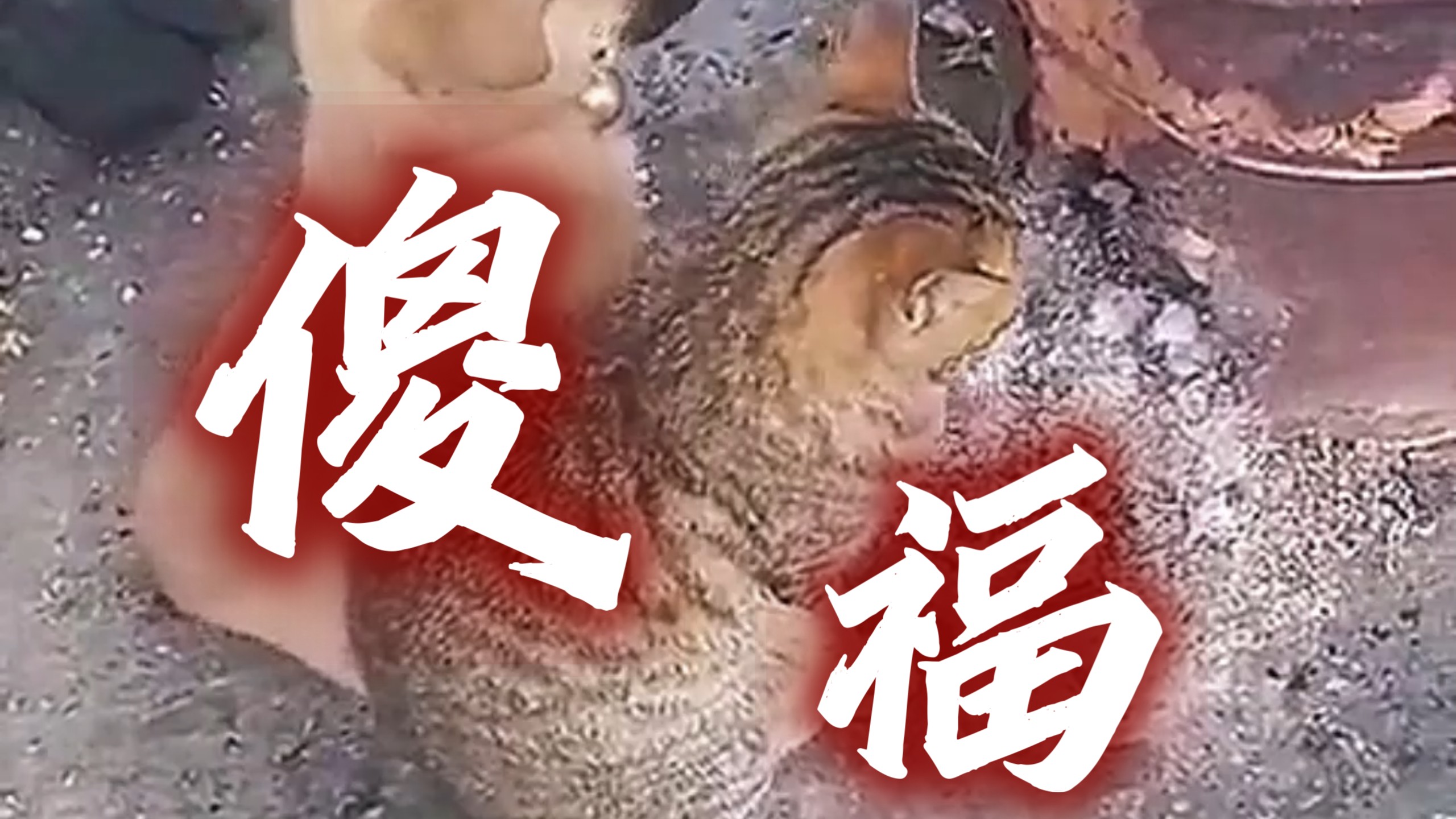 傻人有傻福是真的吗？