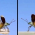 【转载】昆虫的各种起飞姿势
