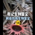 【亮记生物鉴定】网络热传生物鉴定14