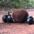 关于屎壳郎的有趣事实 True Facts About The Dung Beetle