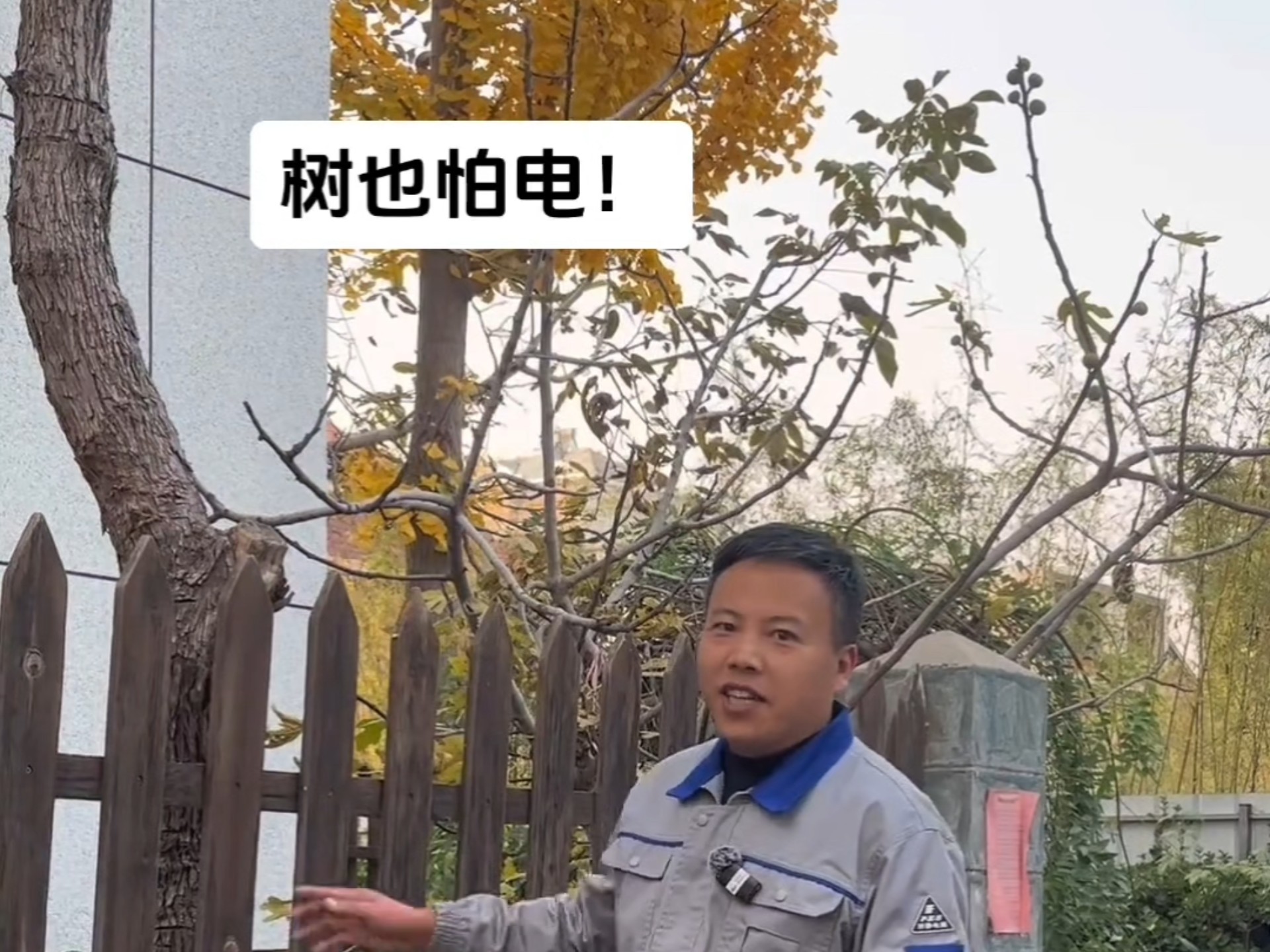 树也怕电，你听说过吗?一棵小树在遭遇电刑折磨，咱们今天来解救它，希望她来年恢复茂密枝芽。