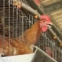 蛋鸡养殖视频教程 蛋鸡高产养殖技术 如何养殖蛋鸡