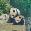 欢快的母女俩