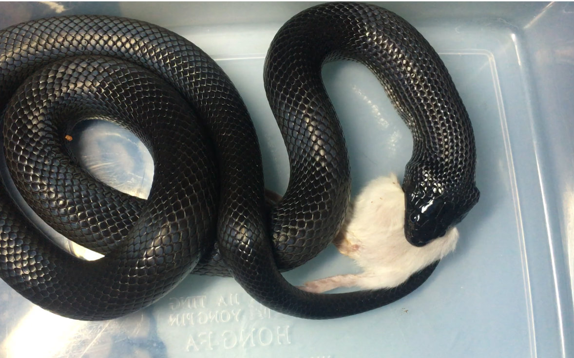 Lampropeltis getula nigrita 墨西哥黑色王蛇 日
