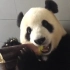 【大熊猫飞云】妈妈！这只大熊猫吃东西吧唧嘴！还馋我！
