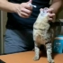 阿孟的养猫日记直播录像【20220923】豆包积极配合口臭治疗