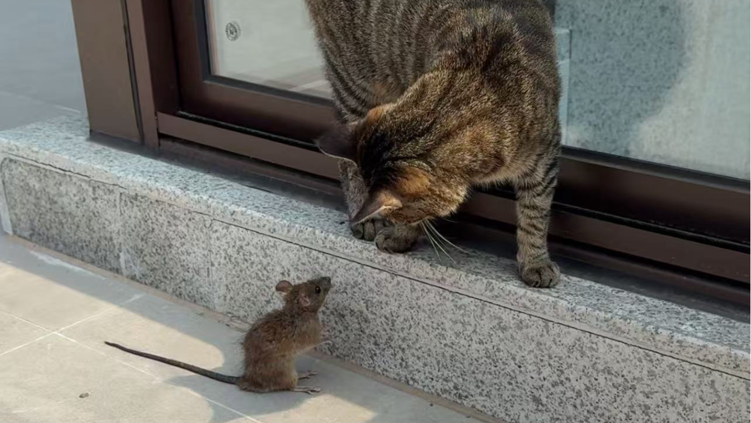 流浪猫总喜欢给我送老鼠，该怎么办？