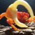 【捕鱼的螃蟹第四弹】越南勾手溪蟹捕食泥鳅