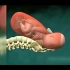 3D动画演示婴儿出生宫缩的过程，光看着就疼