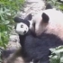 当熊猫公仔落入真熊猫滚滚手里，会发生什么呢？