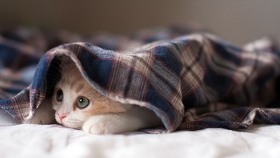 怎么看小猫的血线 e640ea0ef032c42685dbd3697287bd59b5fe5d8e.jpg@280w_158h_1c_100q.jpg