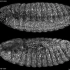 显微镜下果蝇 Fruitfly Drosophila 胚胎发育的高清影像