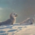 【高清】WCFF野生动物保护公益视频宣传片