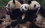【熊猫】花花：可怜、弱小、又无助