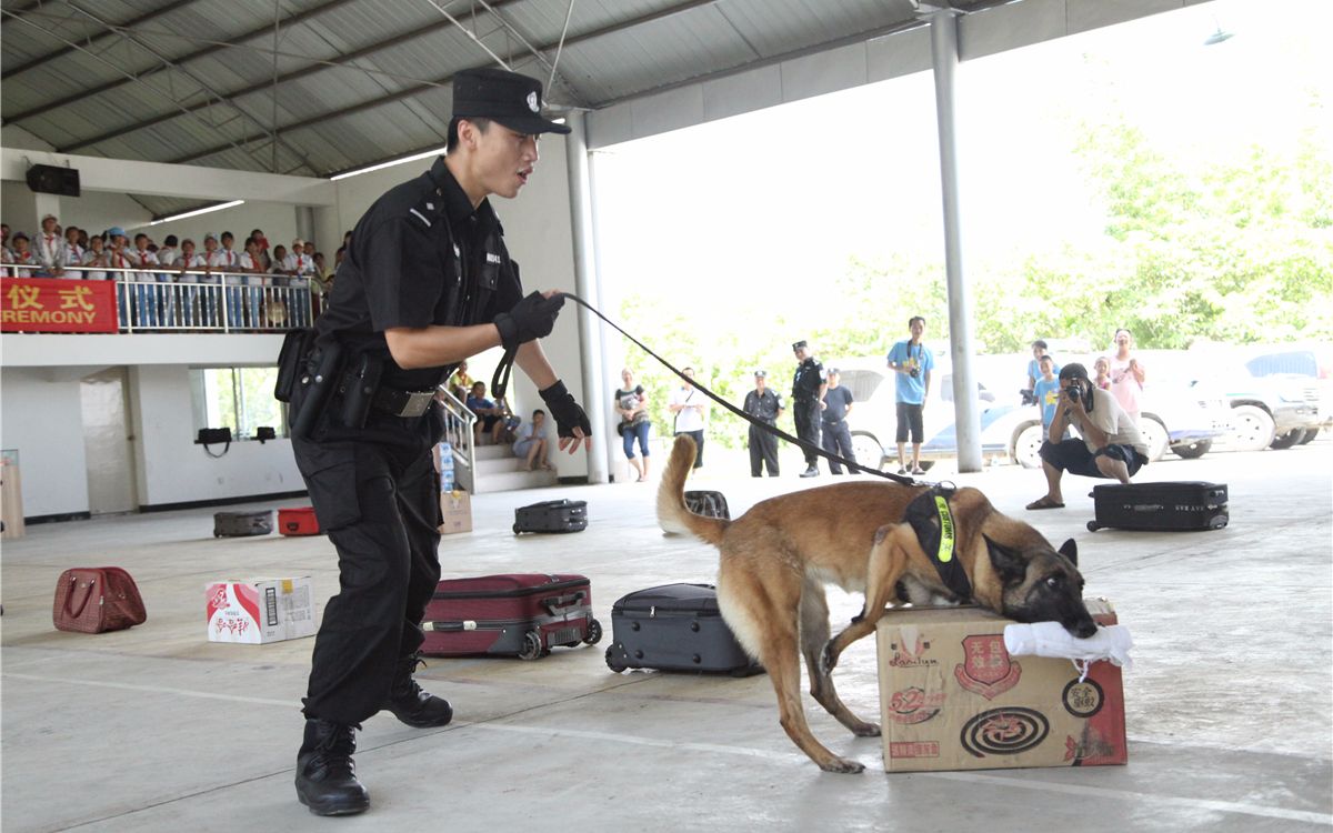 为什么缉毒犬能快速闻出可疑藏毒处?