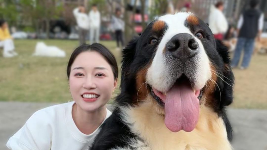 从没见过如此双标的小狗，今天遛100斤伯恩山壮壮