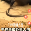 《牛梓晋睡大觉