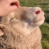 【动物治愈行为大赏】一只治愈羊肉串，好可爱!