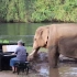 【我给大象弹钢琴】舒缓的琴声让不安的公象平静下来……