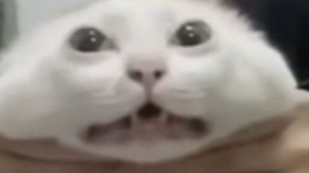 “绝世豪猫陈茂盛，依旧豪猫配剑刃，依旧infj内耗型小猫”