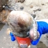 赶海抓螃蟹的路上，发现了个八宝粥的罐子，里面竟然躲了只章鱼！