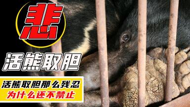 <em class="keyword">活熊取胆</em>这么残忍，为什么不禁止？甚至还开发出完整产业链？