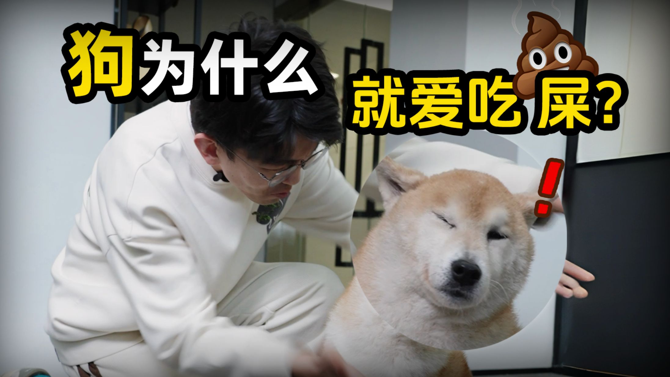 狗怎么老守在猫砂盆外？狗：等待取餐中